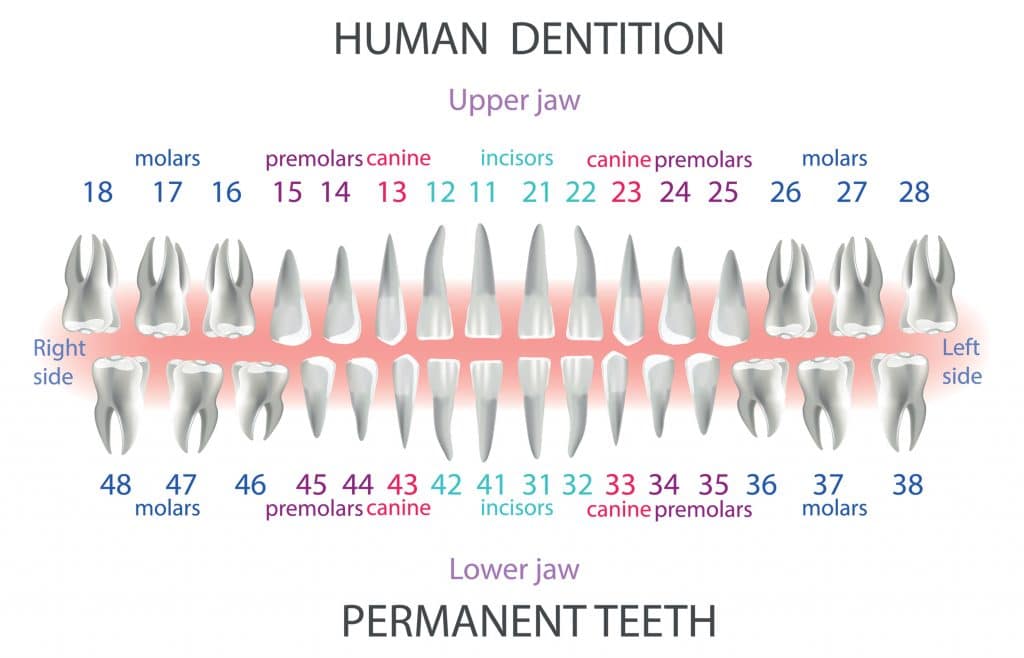 Tooth Chart With Names And Numbers