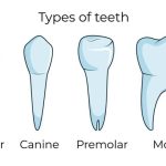 Bicuspid Teeth and Premolar Teeth