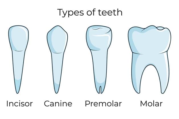 exploring-bicuspid-teeth-and-premolar-teeth-functions-location-and