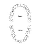 posterior teeth numbers