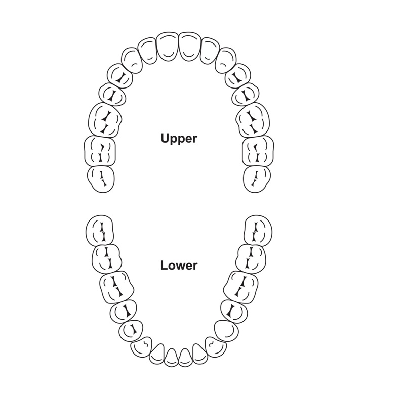 posterior teeth numbers